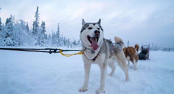 Husky Camp